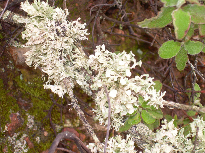 Evernia prunastri?